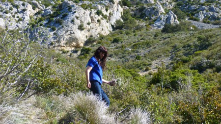 Cueillette Thym et Romarin en Roussillon